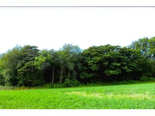 Property photo 5 - LAND AUCTION - 314+/- ACRES OFFERED IN 4 TRACTS IN WHITE COUNTY, INDIANA